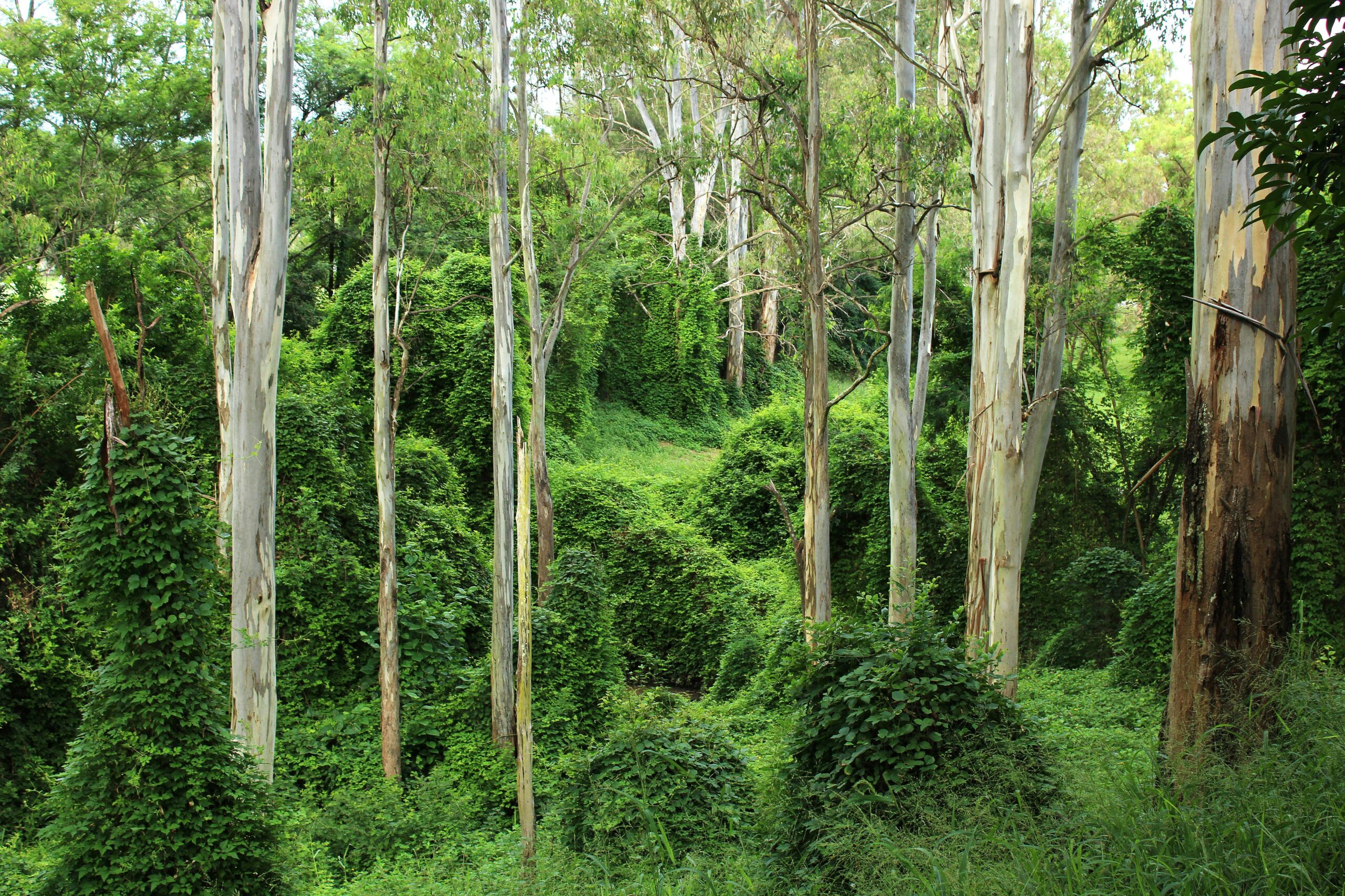Eucalyptus: The Versatile Giant of the Plant World